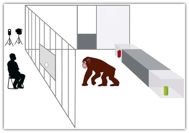 Dispositif de l'expérience : derrière le chimpanzé ou le chien, deux objets séparés. L'humain derrière la vitre pointe du doigt l'un des objets. Qui du chien ou du chimpanzé sait rapporter le bon ? © Kirchhofer <em>et al.</em> 2012,<em> Plos One</em>