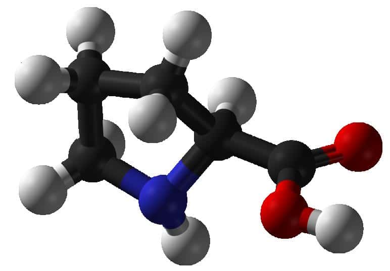 La proline, ici représentée en 3D, est l'un des 20 acides aminés qu'utilise la vie terrestre comme briques des protéines. Ainsi, lorsque la prolyl-ARNt synthétase, l'enzyme qui l'intègre aux protéines en formation, est inhibée, c'est toute la synthèse protéique qui est affectée. © Benja bmm27, Wikipédia, DP