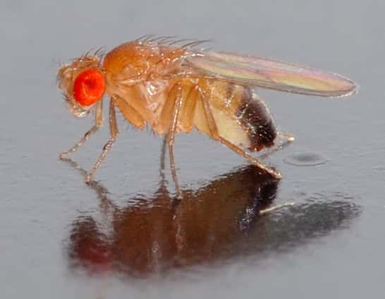 <em>Drosophila melanogaster</em>, également appelée mouche du vinaigre, est l'espèce de drosophiles la plus utilisée lors des études génétiques car elle est facile à élever. De plus, ces mouches n'ont que 4 paires de chromosomes. Des chercheurs proposent déjà de les congeler pour éviter d'avoir à les élever tant qu'il ne faut pas en produire de nouvelles. © André Karwath, Wikimedia commons, CC by-sa 2.5