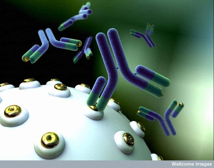 Les anticorps sont ces molécules en forme de Y produites par l'organisme, capables de se lier de manière spécifique et covalente à un antigène, une protéine (ici de couleur dorée) présente à la surface d'un corps étranger, comme un virus. Chaque anticorps peut s'accrocher à deux antigènes. Or, si les chercheurs veulent les utiliser pour comptabiliser les virus, il faut éviter les doublons. Ils ont donc clivé en deux moitiés symétriques leurs anticorps. © Wellcome Images, Flickr, cc by nc nd 2.0
