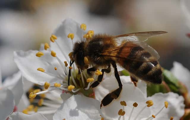 Une abeille en train de butiner. © Computerhotline, Flickr, cc