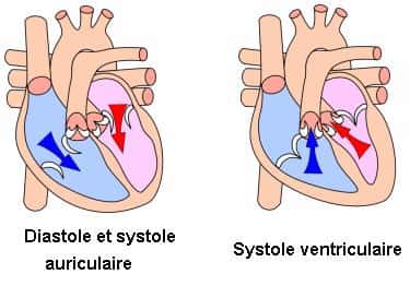 En diastole, les oreillettes (compartiments du haut) se remplissent de sang. Les valves auriculoventriculaires (en blanc) s'ouvrent lors de la systole auriculaire, et le sang passe des oreillettes aux ventricules. Elles se referment et lors de la systole ventriculaire, le sang est propulsé dans les artères. En bleu, le sang non oxygéné va rejoindre l'artère pulmonaire pour se recharger en O<sub>2</sub>. En rouge, le sang qui revient des poumons, riche en O<sub>2</sub> envoyé dans tout l'organisme par l'artère aorte. © Wapcaplet, Wikipédia, cc by sa 3.0