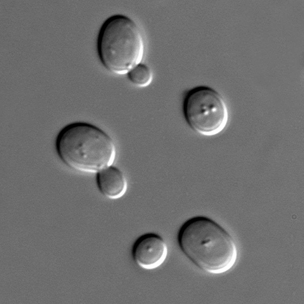  Les levures constituent un modèle eucaryote très usité en biologie. Une fois encore, ce sont sur ces champignons unicellulaires que la science expérimente… et progresse. © Masur, Wikipédia, DP