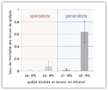Graphique montrant le taux de mortalité des œufs de guêpes (<em>Leptopilina heterotoma </em>et <em>L. boulardi</em>) dans les larves de drosophiles ayant eu accès ou non à une source de nourriture alcoolisée à 6 %. © Milan<em> et al. </em>2012, <em>Current Biology</em> - adaptation Futura-Sciences