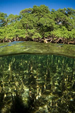Dans la mangrove (ici à Madagascar), la forêt et la mer se rencontrent. Dans l'entrelacs des racines aquatiques des arbres (ici des palétuviers) et des végétaux marins, des habitats riches et variés abritent de nombreux organismes. © UICN, GMSA