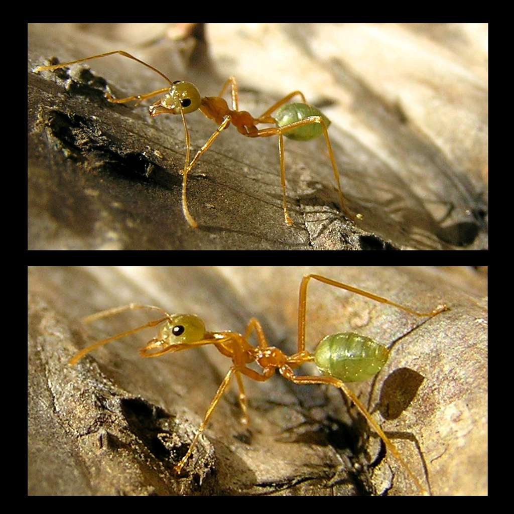 Les fourmis tisserandes exhibent de jolies couleurs, qui peuvent être utilisées pour caractériser l'individu en présence. Par exemple, les reines sont vertes tandis que les mâles sont noirs. Des ouvrières, comme celle montrée ici, peuvent mesurer jusqu'à 1 centimètre. © Pierre Pouliquin, Flickr, CC by-NC-2.0