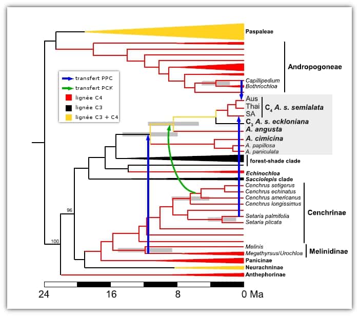Arbre phylogénétique, étalloné dans le temps (Ma pour millions d'années) du genre <em>Alloteropsis </em>(en gris) et des autres groupes impliqués dans le transfert de gène (les zones grisées, dans l'arbre, correspondent aux intervalles de confiance). Les flèches indiquent les transferts de gènes. © Christin <em>et al. </em>2012, <em>Current Biology</em> - adaptation Futura-Sciences