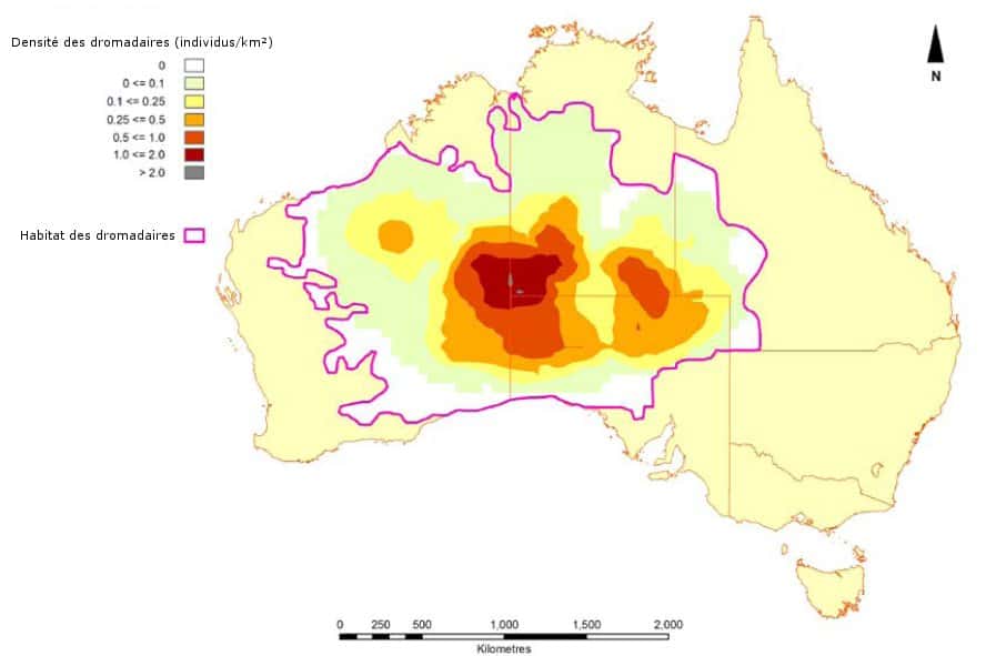 Répartition et densité des dromadaires en Australie. La densité est représentée selon le nombre d'individus par kilomètre carré, de 0 (en blanc) à plus de 2 (en gris). La ligne rose représente la zone d'habitat des dromadaires. © DKCRC, <em>Managing the impact of feral camel in Australia</em>