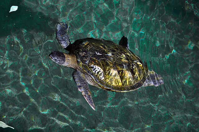 Une tortue verte à la Réunion, espèce menacée. © Another Guy 974, Flickr, cc by nc sa 2.0