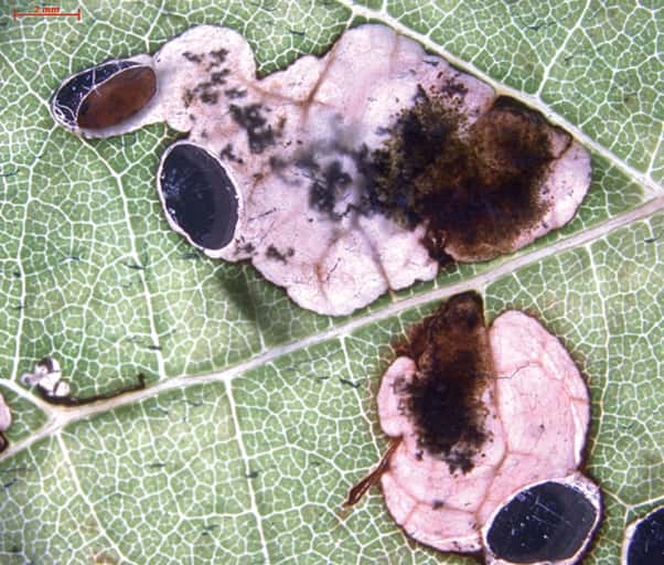 Dégâts provoqués par les larves d'<em>Antispila oinophylla</em> sur une feuille de vigne (<em>Vitis vinifera</em>). © Nieukerken <em>et al.</em> 2012, <em>Zookeys</em>