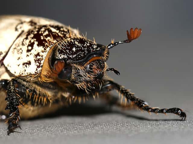 <em>Dermolepida albohirtum</em>, le coléoptère qui s'attaque aux plantations de canne à sucre. © Malcolm NQ, Flickr, cc by nc sa 2.0