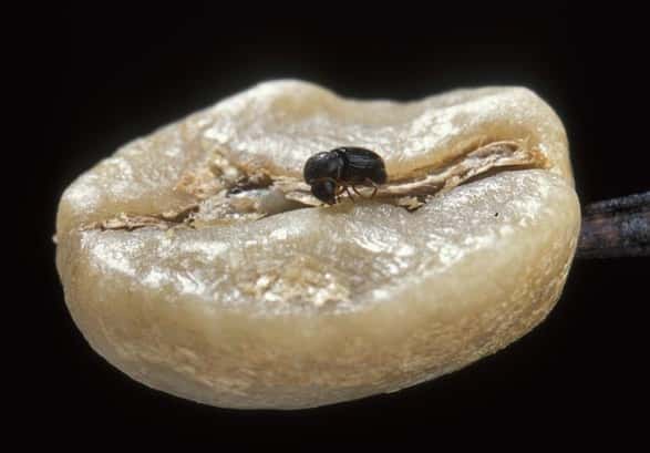 Le scolyte du café sur une graine. © USDA