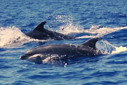 Lorsqu'ils se rencontrent, les groupes de dauphins émettent une signature vocale pour savoir à qui ils ont affaire. © Chris Vees (priorité maison), Flickr, cc by nc nd 2.0
