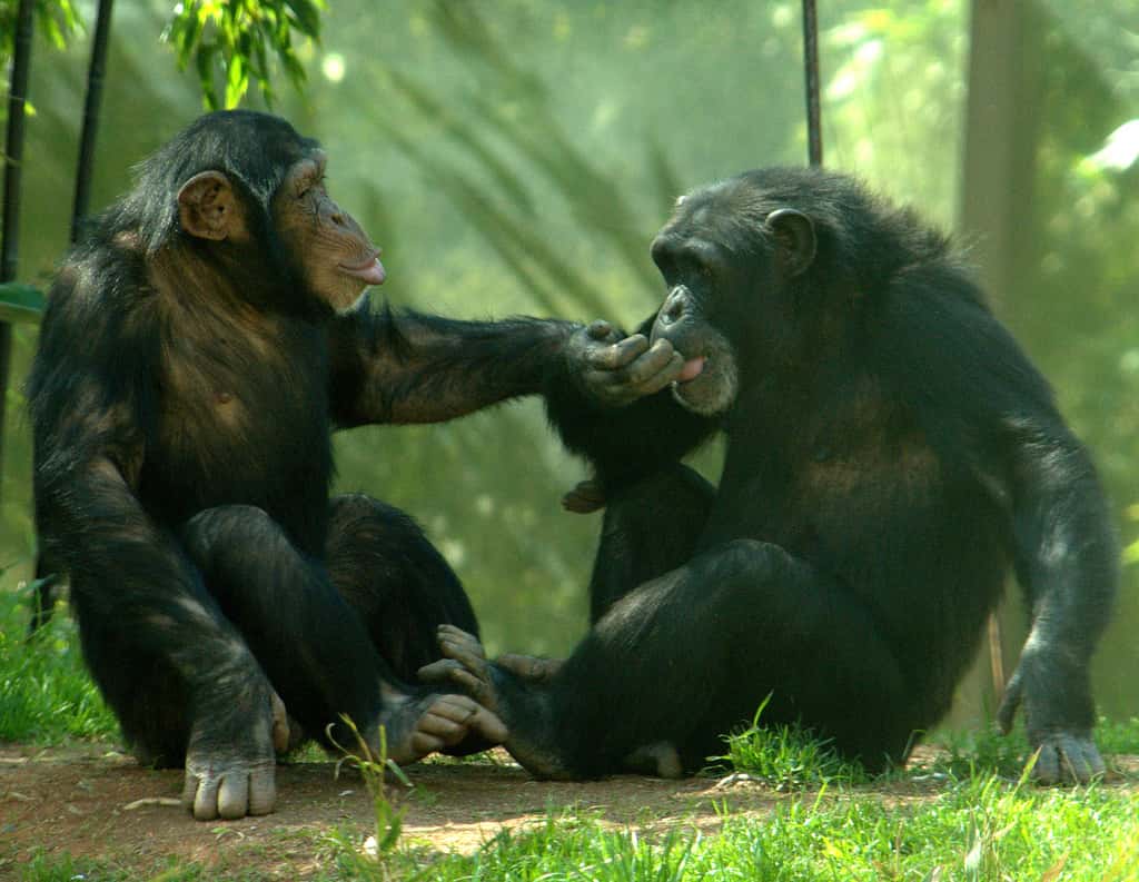 Chez les chimpanzés, les femelles virent au rouge lorsqu'elles sont prêtes à assumer un petit. Cela ne veut pas dire que les jeux de l'amour ne sont pas complexes. Il y a chez eux aussi un jeu de séduction et des relations d'affinité se créent entre mâles et femelles, même si ceux-ci sont de rangs inférieurs. Il arrive parfois qu'ils vivent leur romance à l'abri des regards du mâle dominant. © ucumari, Flickr, cc by nc nd 2.0