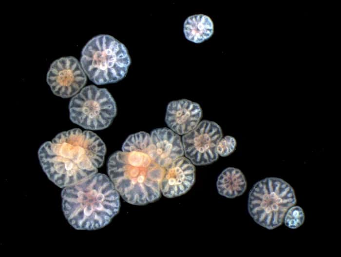 En principe, les jeunes coraux issus de la reproduction sexuée sont sensiblement de la même taille. Ceux visibles ici résultent d'un clonage embryonnaire et leurs tailles sont hétérogènes. © Heyward et Negri, AIMS