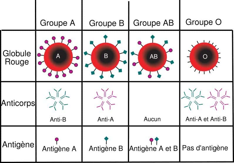 Le système ABO est le groupe sanguin le plus connu. Comme on peut le voir sur ce tableau, en fonction de son groupe sanguin on présente ou non des antigènes, ce qui définit en retour la présence de certains anticorps spécifiques. Ainsi, il est important lors d’une transfusion d’injecter du sang qui ne sera pas rejeté par le receveur. Il en va en réalité de même pour tous les groupes sanguins définis : le système rhésus, le sytème Kell, le système Langereis, le système Junior et tous les autres… © historicair, Wikipédia, DP