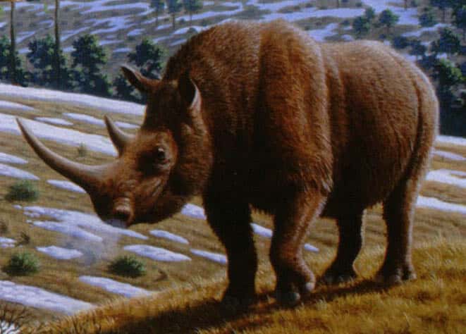 Le rhinocéros laineux (<em>Coelodonta antiquitatis</em>) sillonnait les terres de l'Eurasie, avant de disparaître il y a environ 15 millions d'années. © Mauricio Antón, <em>Plos Biology</em>