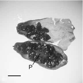 Le fruit de <em>Silene stenophylla </em>découvert dans le pergélisol. On distingue le placenta (P) et les graines noires (échelle : 1 mm). © Yashina <em>et al.</em> 2012, <em>Pnas</em>
