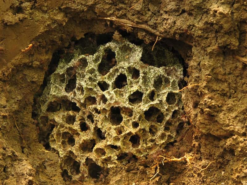 Le nid des fourmis champignonnistes se compose de nombreuses chambres interconnectées, lui donnant l'apparence d'une éponge. Certaines colonies peuvent s'étendre sur une surface de 600 m<sup>2</sup>. © Jarrod J. Scott, <em>University of Wisconsin-Madison</em>