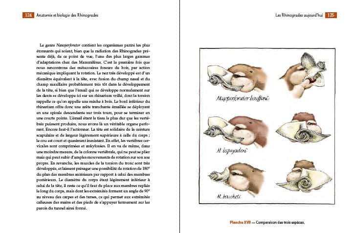 Planche n°2 : anatomie des différentes espèces de rhinogrades 
