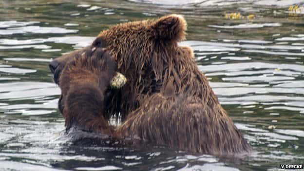 Cet ours brun se nettoie avec une pierre rugueuse tenue au sein de ses pattes antérieures. Voici une nouvelle espèce capable d'utiliser un outil. © V. Deecke.