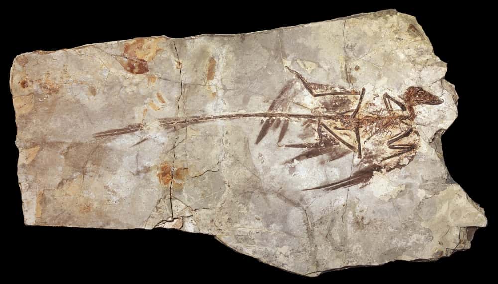 Le fossile du microraptor<em> </em>a été retrouvé dans des couches géologiques datant du début du Crétacé, dans la province chinoise de Liaoning. © Mick Ellison