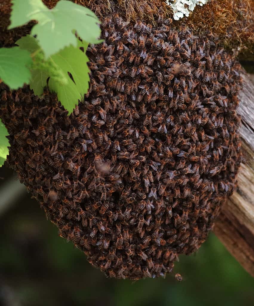 Les essaimages ont lieu au printemps. La vieille reine quitte alors la ruche avec la moitié de sa population, toutes castes confondues, à la recherche d'un nouveau site de vie. © shamaj, Flickr, CC by-nc-nd 2.0