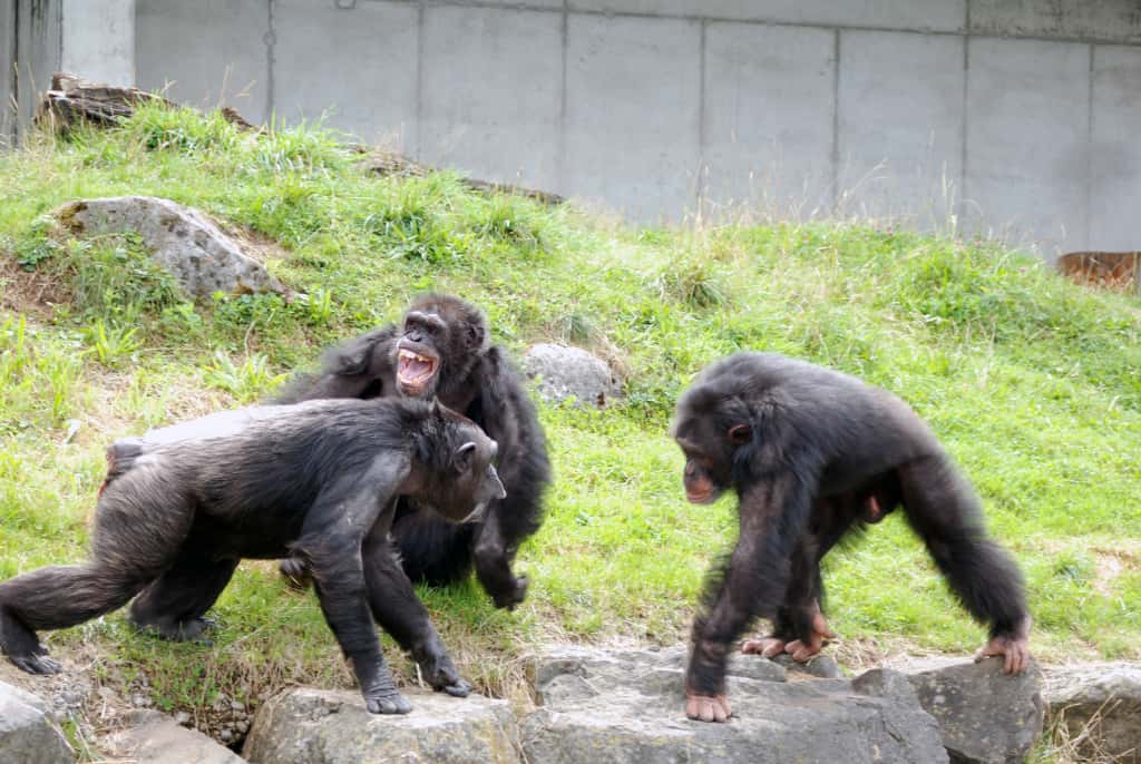 Chaque famille de chimpanzé est placée sous l'autorité d'un mâle alpha. La position hiérarchique n'est pas liée à la taille. Chaque individu peut changer de niveau social grâce à son intelligence et en gagnant la confiance des autres. Les médiateurs, de rangs élevés, sont donc des singes reconnus et respectés par la communauté. © Claudia Rudolf von Rohr