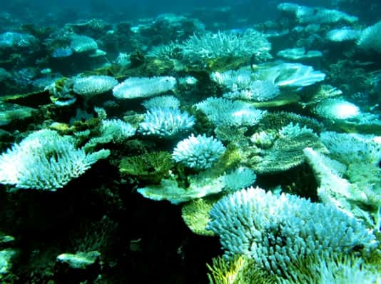 Au nord de l'île de Sumatra, en Indonésie, le corail n'a pas résisté au réchauffement de la température de l'eau de 2010, ce qui a provoqué le phénomène de blanchiment. © UNSW