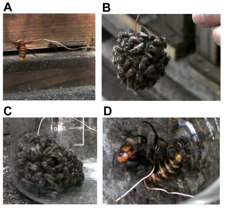 Un frelon attaché par un lien (A) a été introduit dans une ruche. Les abeilles ont alors formé une boule autour de lui (B). En tirant sur le fil, les scientifiques ont pu récupérer cette structure (C) pour prélever des spécimens à analyser. Le frelon est mort en 60 minutes (D). © Ugajin <em>et al.</em> 2012, <em>Plos One</em>