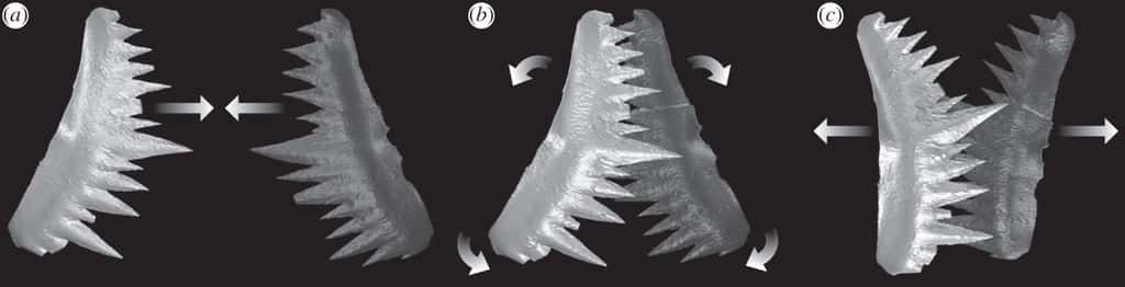 Cycle du fonctionnement du système de dents du conodonte <em>Wurmiella excavata.</em> Les deux structures similaires, face à face, se referment, ce qui permet de découper, et un mouvement de rotation partielle permet le broyage. © Jones <em>et al.</em> 2012,<em> Proc. Roy. Soc. B</em>