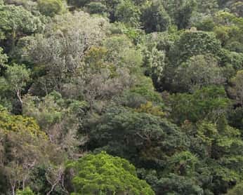 La forêt tropicale humide accueille une biodiversité de plantes vasculaires très riche, mais sur des petites échelles, le nombre d'espèces par unité de surface n'est pas si important que cela. © M. Pärtel, 2006