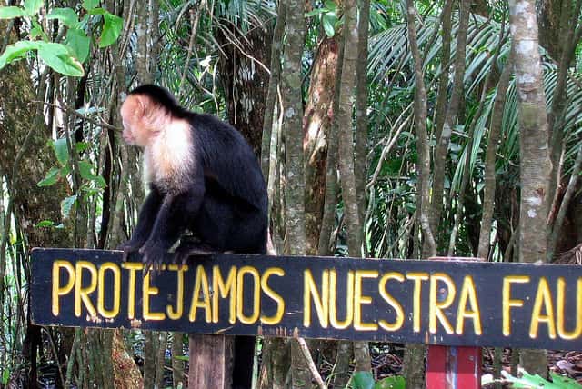 Un capucin au Costa Rica, escaladant une pancarte sur laquelle est indiqué « Protégeons notre faune ». Un des crédos de l'écotourisme. © HBarrison, Flickr, cc by sa 2.0