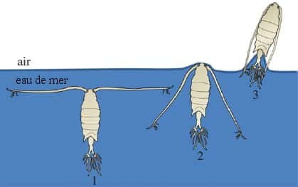 Le mouvement d'<em>Anomalocera ornata </em>pour effectuer son saut hors de l'eau. Dans un premier temps, le copépode déploie ses antennes (1), puis les rabat (2) ce qui le propulse hors de l'eau (3). La propulsion doit être suffisante pour contrebalancer la tension superficielle, dont l'effet est très important à cette échelle. © Gemmell<em> et al. </em>2012, <em>Proceedings of the Royal Society B</em>