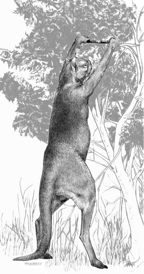 <em>Sthenurus </em>est un genre de kangourou, dont les spécimens étaient de grande taille (environ 3 mètres). Ils sont désormais tous éteints. © Peter Murray