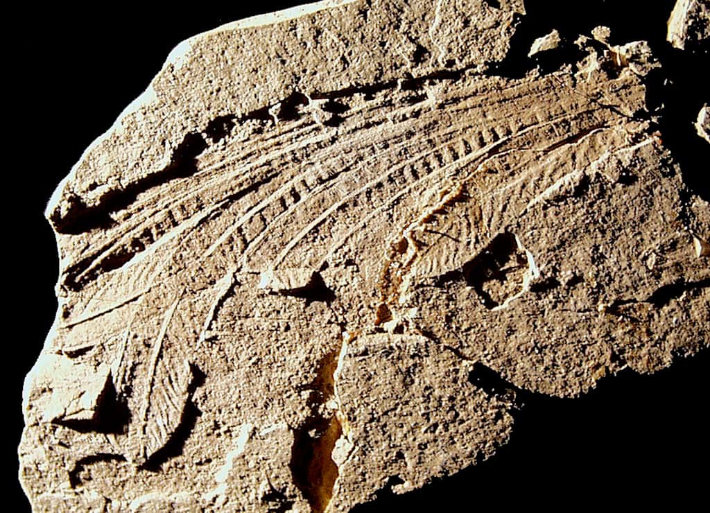 <em>Longisquama insignis</em> semble posséder des plumes alors que cette espèce a vécu 75 millions d'années avant l'archéoptéryx. © <em>Oregon State University</em>, Flickr, DR