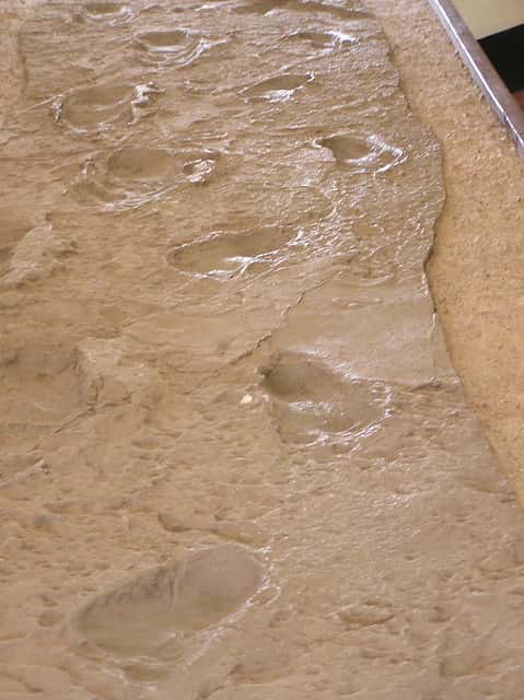 Les empreintes de pas comme ce moulage de la piste de Laetoli exposé au musée des gorges d'Olduvai (Tanzanie) restent délicates à interpréter. © Neville10, Flickr, CC by-nd 2.0