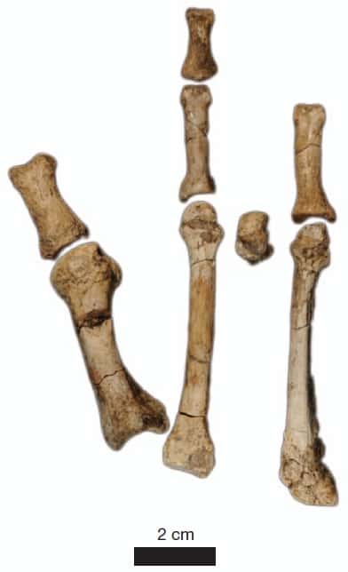 Vue dorsale de tous les éléments squelettiques de l'hominidé découvert à Burtele en 2009, dans la région centrale de l'Afar. Les os du gros orteil sont à gauche. Il date de la même époque que Lucy. © Adapté de Haile-Selassie <em>et al</em>. 2012, <em>Nature</em>