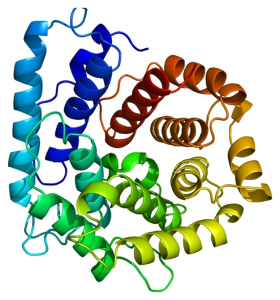 La protéine C3, vue ici en 3 dimensions, est une des 35 protéines du système du complément, impliqué dans l'immunité innée, se chargeant de tous les pathogènes. Trois fragments différents de C3 se retrouvent en quantité plus importante dans le plasma des enfants autistes. © Emw, Wikipédia, cc by sa 3.0