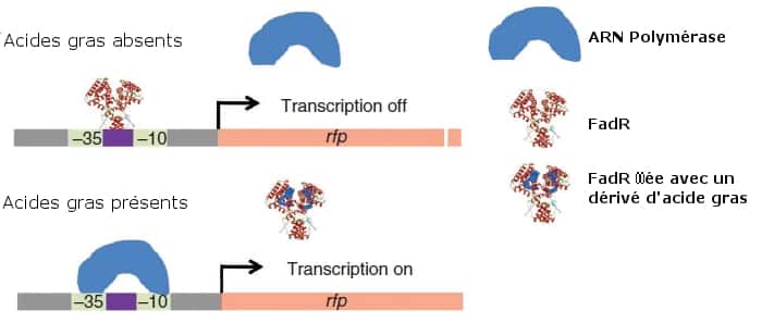 Le système de régulation dynamique de gènes se compose d'un facteur de transcription nommé FadR. En présence d'acides gras, il ne se fixe pas aux promoteurs des gènes intervenant dans la biosynthèse de diesel. Dans le cas inverse, il bloque l'action de l'ARN polymérase. © Adapté de Zhang <em>et al.</em> 2012, <em>Nature Biotechnology</em>