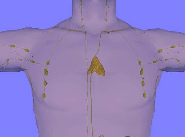 Le thymus, que l'on aperçoit ici au centre, n'est pas l'organe le plus connu. Il joue pourtant un rôle crucial dans l'immunité, en particulier puisqu'il est le lieu de maturation des lymphocytes T. © LearnAnatomy, Wikipédia, DP
