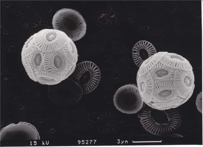 <em>Emiliania huxleyi</em>, un cocolithophore, vu au microscope électronique à balayage.<em> </em>Cet organisme marin se retrouve dans toutes les mers du Globe. Les structures calcifiées, de forme circulaire, sont clairement visibles. Elles protègent l'organisme du milieu extérieur. © Geomar