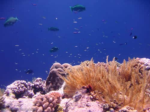 Les récifs coralliens forment un écosystème particulièrement riche. On y recense plus de 4.000 espèces de poissons.  Ici, des poissons-perroquets dans le récif Osprey, dans les îles de la  mer de Corail, en Australie. © Richard Ling, Flickr, by nc-sa 2.0