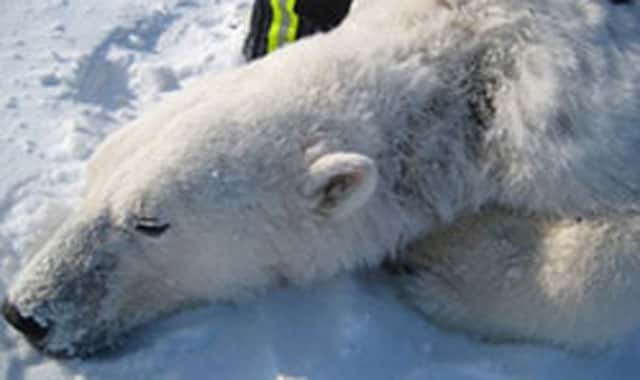 Un ours polaire endormi par une équipe de l'USGS et montrant les signes d'une maladie cutanée provoquant une alopécie partielle au niveau du cou. © USGS