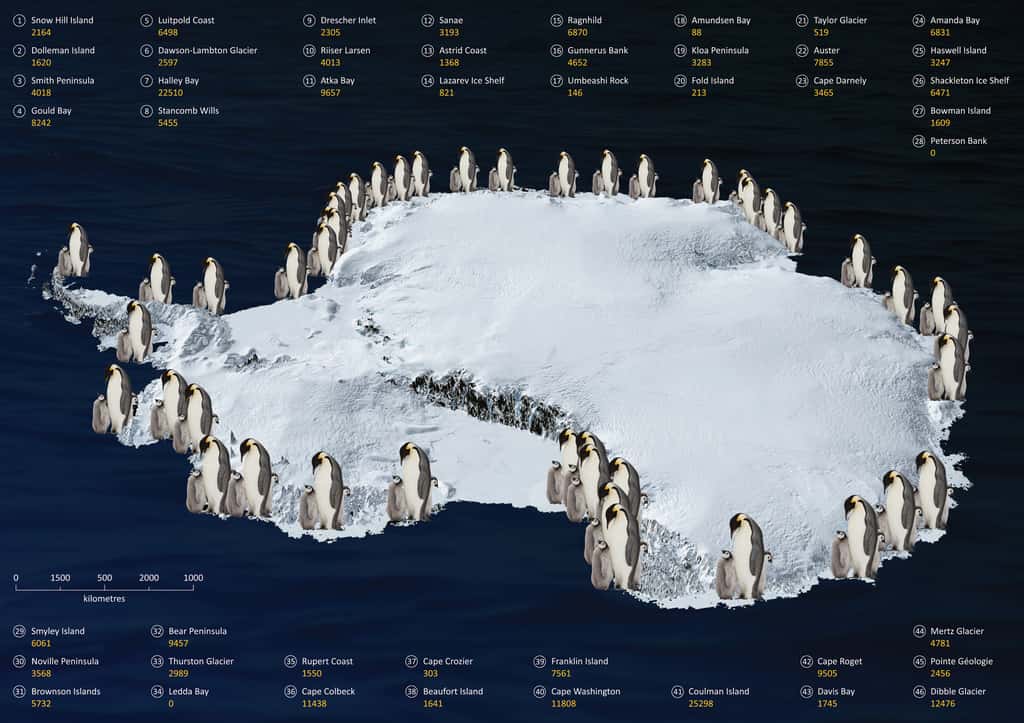 Répartition des colonies de manchots empereurs autour de l'Antarctique avec l'estimation du nombre d'individus pour chaque groupe. © <em>British Antarctic Survey</em>