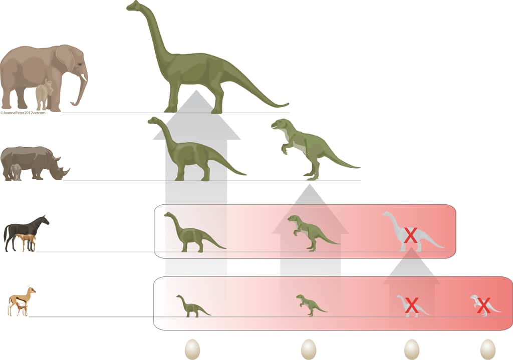 Les mammifères de différentes tailles (à gauche) occupent plusieurs niches écologiques. Leurs petits ne doivent pas lutter pour obtenir de la nourriture puisqu’ils sont allaités. Les dinosaures ovipares (à droite) occupent les niches selon de leurs tailles. Cependant, à cause des contraintes de l'oviparité, tous les jeunes naissent avec à peu près la même (petite taille). Durant leur croissance, les futurs grands dinosaures passent donc d’une niche à l’autre, entrant en compétition avec diverses espèces, jusqu’à les faire disparaître. Celles-ci n’ont donc pas pu compenser la disparition des plus grands reptiles lors de la crise biologique du Crétacé-Tertiaire. Voilà pourquoi les dinosaures ont disparu. © Jeanne Peter,  <em>Universität Zürich</em>