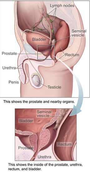Ce schéma permet de localiser la prostate, placée entre la vessie (<em>b</em><em>ladder</em>) et le rectum. En zoomant davantage, on remarque qu'elle entoure l'urètre. La prostate est une glande dont la principale fonction est de sécréter le liquide séminal, composant important du sperme. © <em>National Cancer Institute</em>, Wikipédia, DP