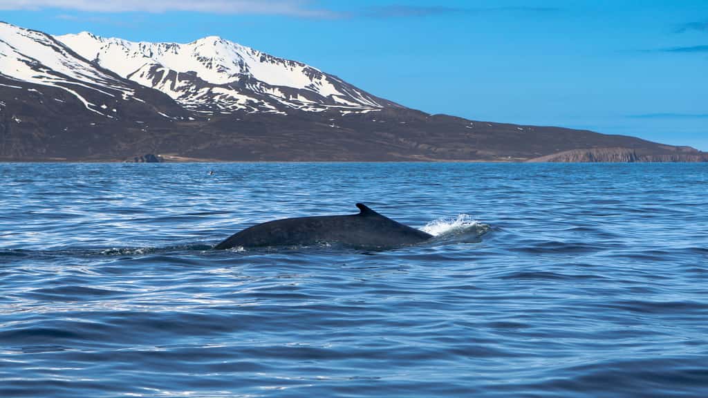 Contre toute attente, les mammifères marins vivant dans l'océan Arctique (ici dans la baie d'Húsavík, au nord-est de l'Islande) se portent bien, contrairement à leurs congénères de l'Atlantique. © squallidon, Flickr, CC by-nc-sa 2.0