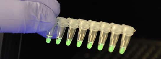 La méthode Lamp-Bart appliquée à une séquence spécifique de nucléotides rend lumineux des échantillons possédant par exemple des OGM. L'amplification de l'ADN et la mesure de la lumière émise ont lieu dans un même appareil. © Lumora Ltd.