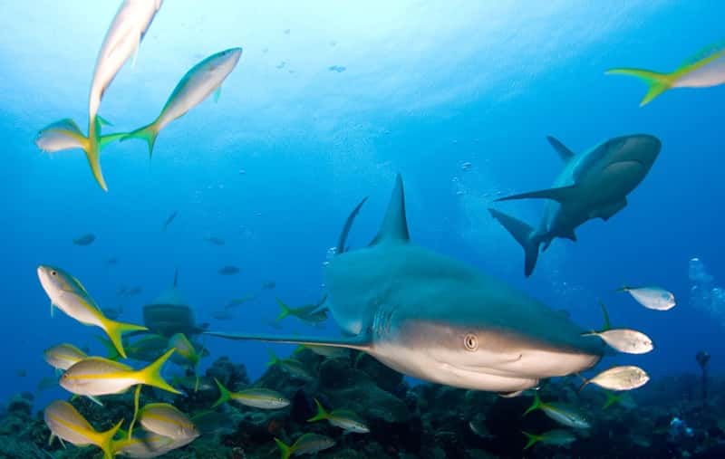 Lors de chaque recensement, les plongeurs ont dénombré les requins sur une surface d'au minimum un hectare, en étant tirés derrière un bateau. © Willy Volk, Flickr, CC by-nc-sa 2.0
